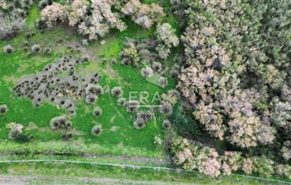 aydın Söke Doğanbey de satılık tarla