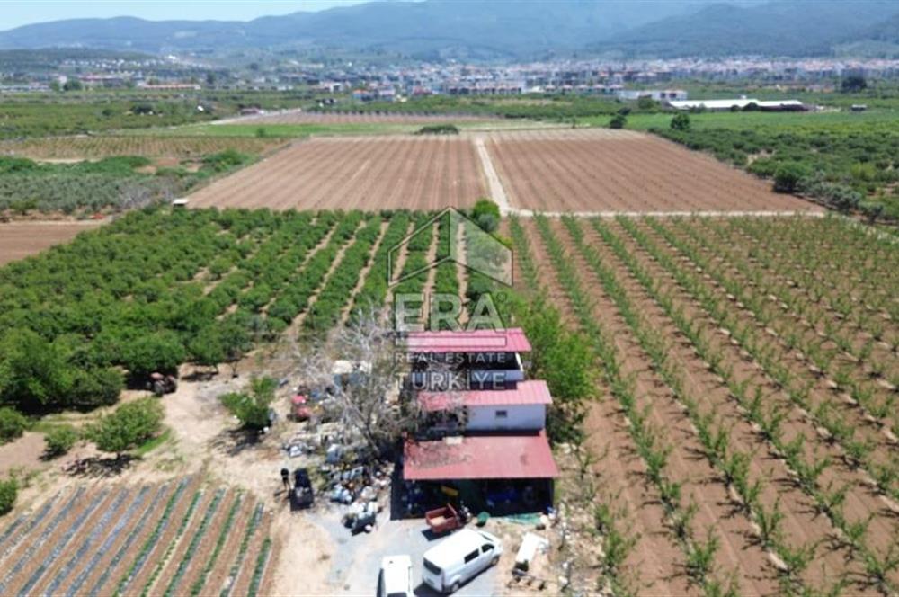 KUŞADASI DAVUTLAR SATILIK BAHÇE