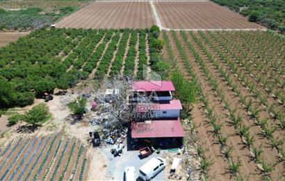 KUŞADASI DAVUTLAR SATILIK BAHÇE