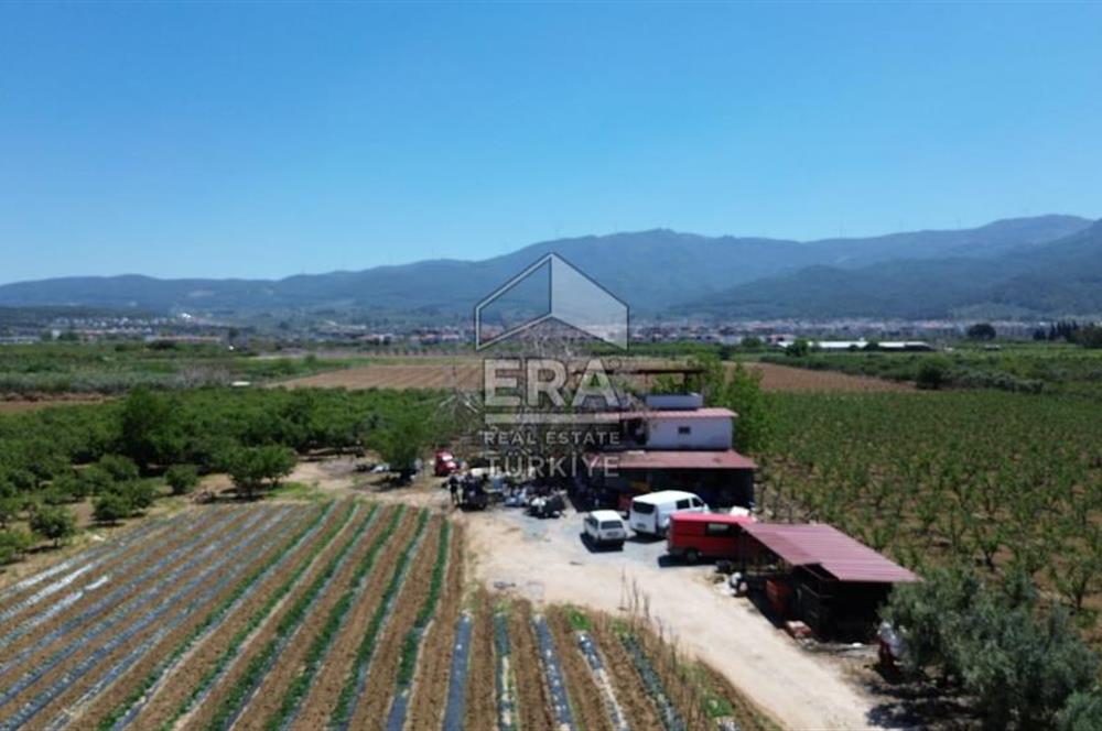 KUŞADASI DAVUTLAR SATILIK BAHÇE