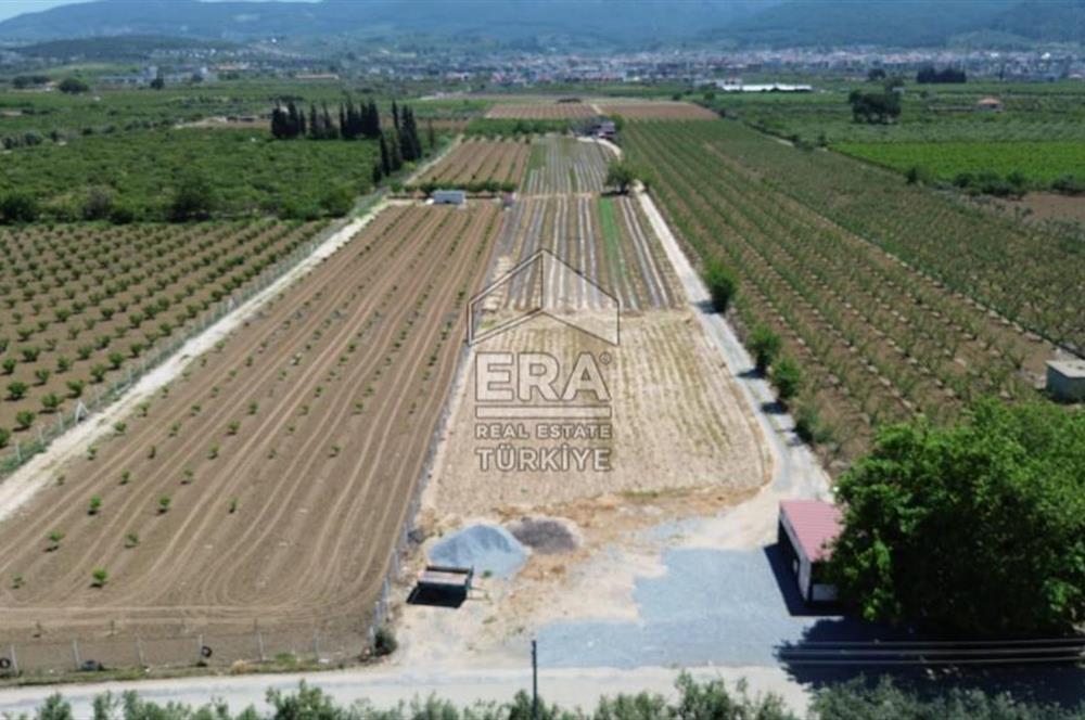 KUŞADASI DAVUTLAR SATILIK BAHÇE