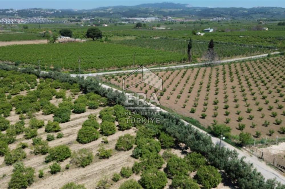 KUŞADASI DAVUTLAR SATILIK BAHÇE