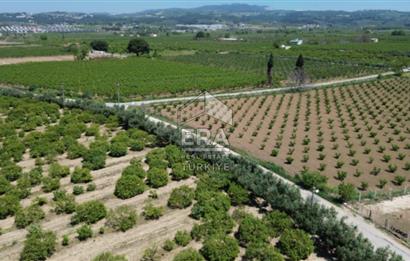 KUŞADASI DAVUTLAR SATILIK BAHÇE