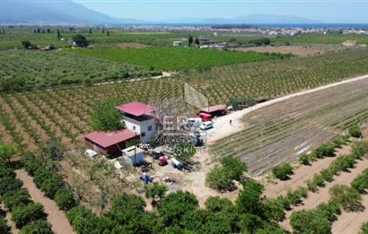 KUŞADASI DAVUTLAR SATILIK BAHÇE