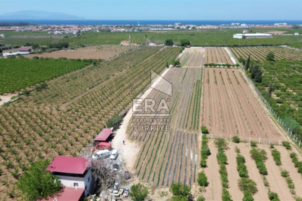 KUŞADASI DAVUTLAR SATILIK BAHÇE