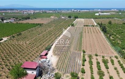 KUŞADASI DAVUTLAR SATILIK BAHÇE