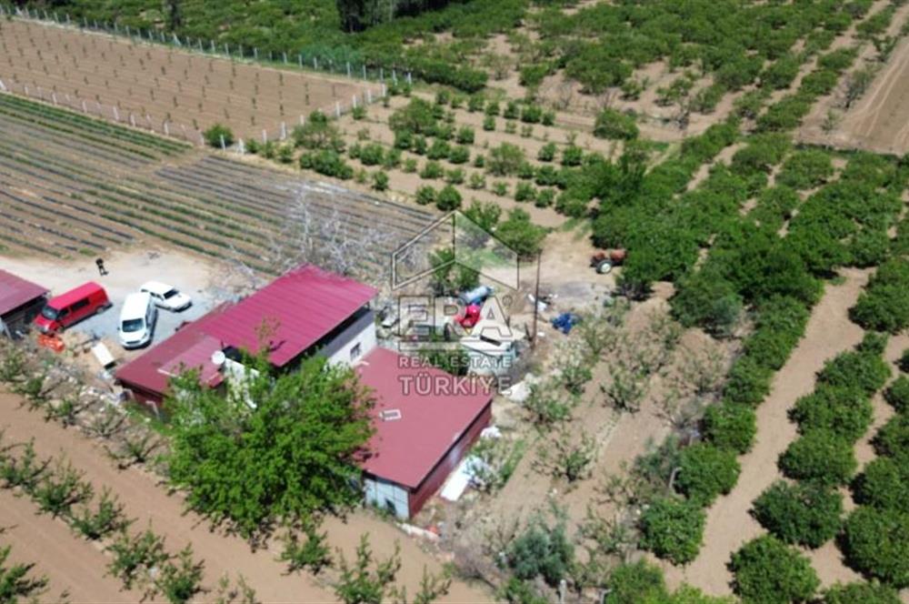 KUŞADASI DAVUTLAR SATILIK BAHÇE