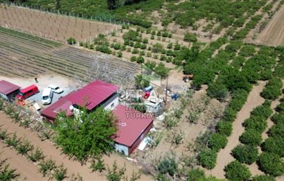 KUŞADASI DAVUTLAR SATILIK BAHÇE