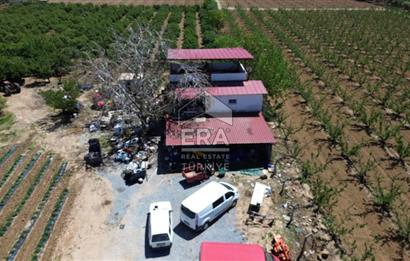 KUŞADASI DAVUTLAR SATILIK BAHÇE