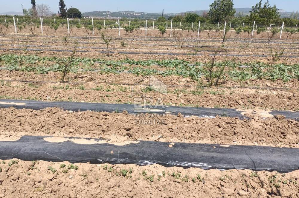 KUŞADASI DAVUTLAR SATILIK BAHÇE