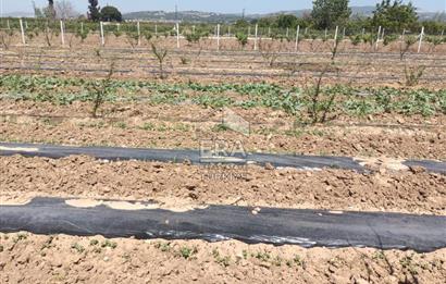 KUŞADASI DAVUTLAR SATILIK BAHÇE