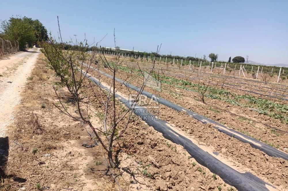 KUŞADASI DAVUTLAR SATILIK BAHÇE