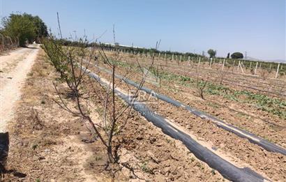 KUŞADASI DAVUTLAR SATILIK BAHÇE