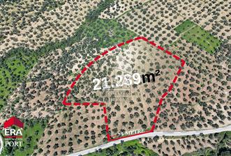 ERA PORT GÜVENCESİYLE YOLA CEPHELİ PELİTKÖY DE 21.289m²ZEYTİNLİK - 5 - 15094