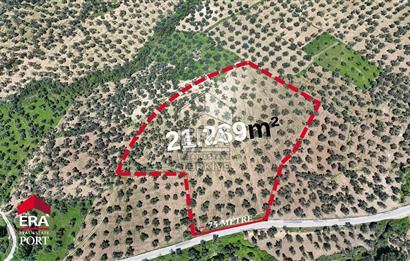 ERA PORT GÜVENCESİYLE YOLA CEPHELİ PELİTKÖY DE 21.289m²ZEYTİNLİK