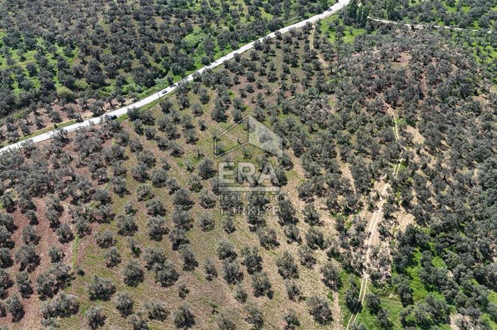 ERA PORT GÜVENCESİYLE YOLA CEPHELİ PELİTKÖY DE 21.289m²ZEYTİNLİK