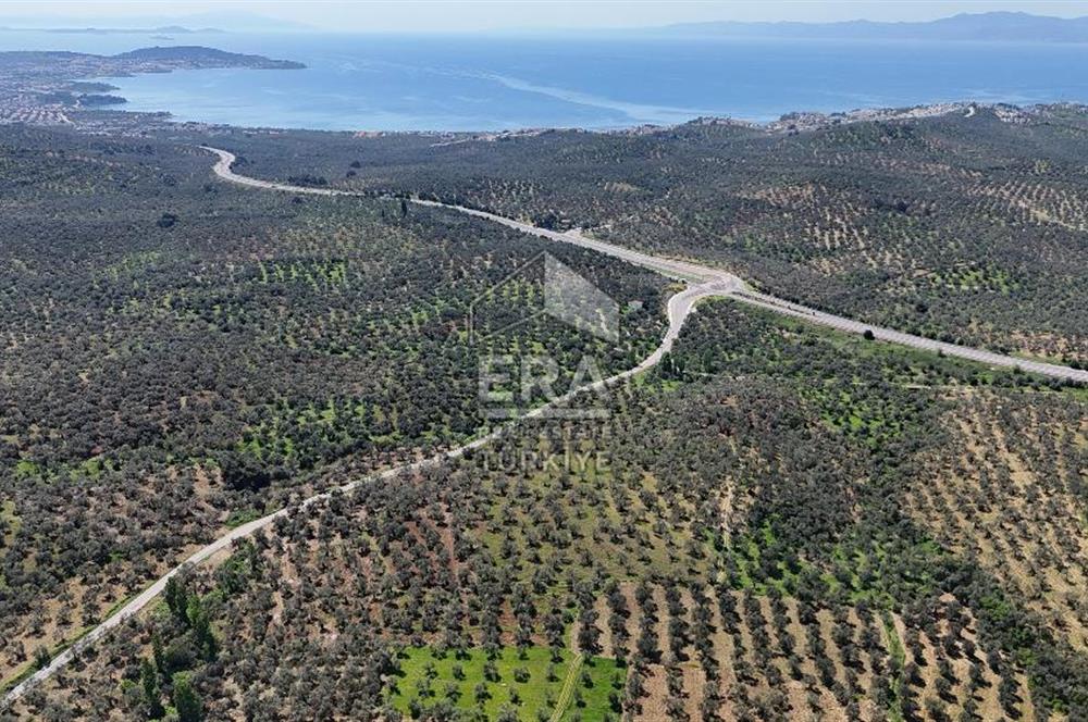 ERA PORT GÜVENCESİYLE YOLA CEPHELİ PELİTKÖY DE 21.289m²ZEYTİNLİK