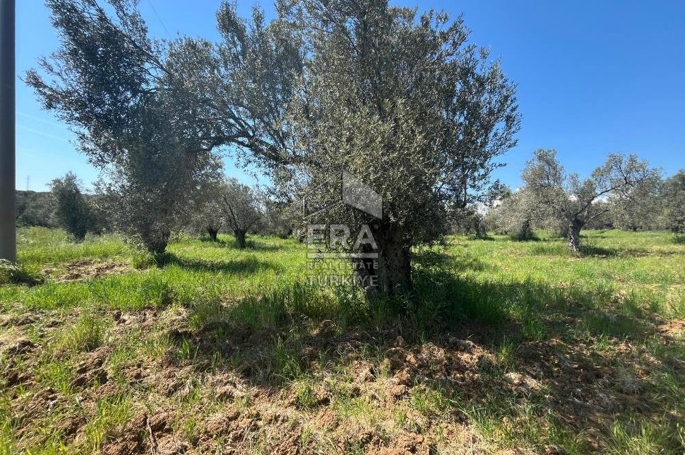 ERA PORT GÜVENCESİYLE YOLA CEPHELİ PELİTKÖY DE 21.289m²ZEYTİNLİK