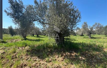 ERA PORT GÜVENCESİYLE YOLA CEPHELİ PELİTKÖY DE 21.289m²ZEYTİNLİK