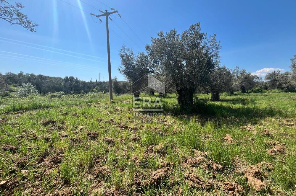ERA PORT GÜVENCESİYLE YOLA CEPHELİ PELİTKÖY DE 21.289m²ZEYTİNLİK