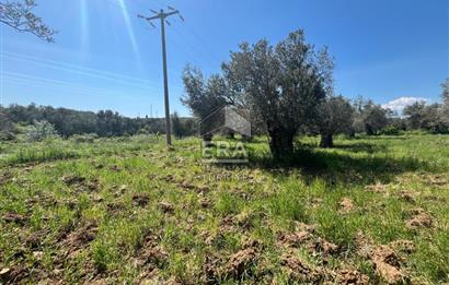 ERA PORT GÜVENCESİYLE YOLA CEPHELİ PELİTKÖY DE 21.289m²ZEYTİNLİK