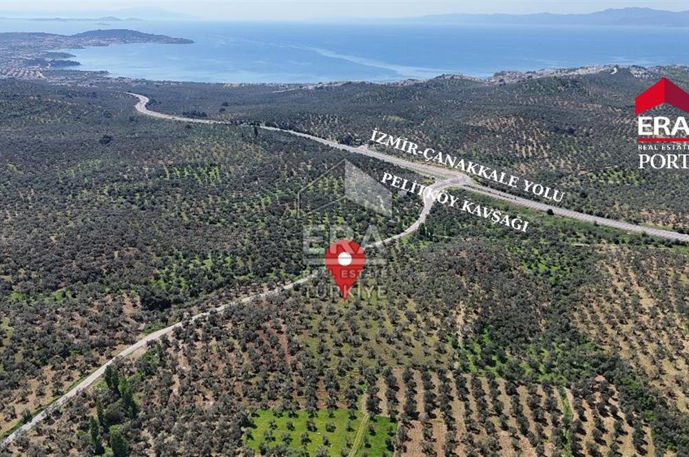 ERA PORT GÜVENCESİYLE YOLA CEPHELİ PELİTKÖY DE 21.289m²ZEYTİNLİK