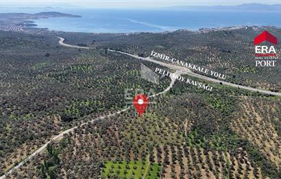 ERA PORT GÜVENCESİYLE YOLA CEPHELİ PELİTKÖY DE 21.289m²ZEYTİNLİK