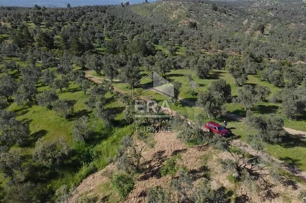 Era Söz'den Havran'da Kadastral Yola Cephe Zeytinlik
