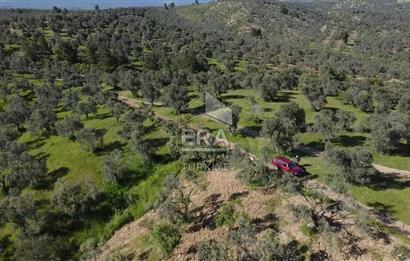 Era Söz'den Havran'da Kadastral Yola Cephe Zeytinlik