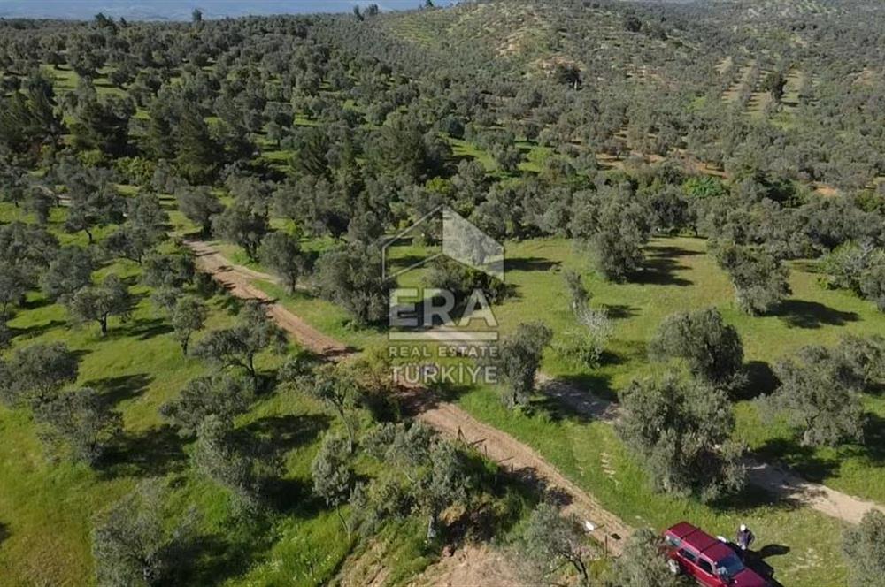 Era Söz'den Havran'da Kadastral Yola Cephe Zeytinlik