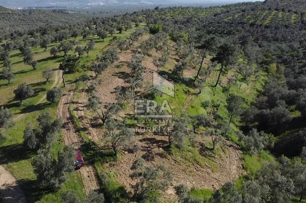 Era Söz'den Havran'da Kadastral Yola Cephe Zeytinlik