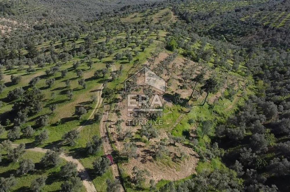 Era Söz'den Havran'da Kadastral Yola Cephe Zeytinlik