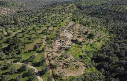 Era Söz'den Havran'da Kadastral Yola Cephe Zeytinlik
