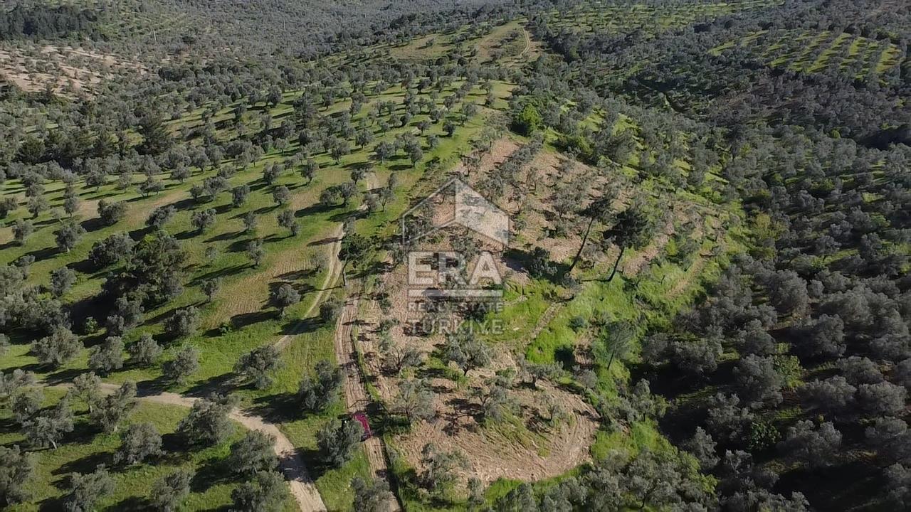 Era Söz'den Havran'da Kadastral Yola Cephe Zeytinlik