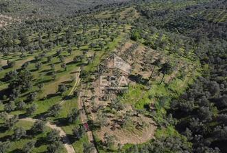 Era Söz'den Havran'da Kadastral Yola Cephe Zeytinlik - 3 - 15291