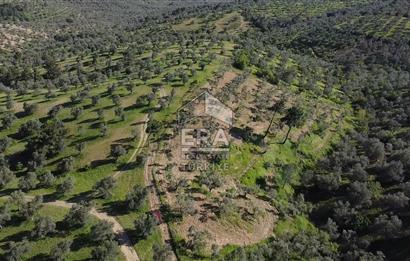 Era Söz'den Havran'da Kadastral Yola Cephe Zeytinlik