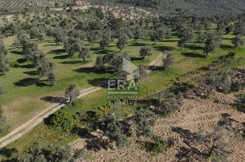 Era Söz'den Havran'da Kadastral Yola Cephe Zeytinlik