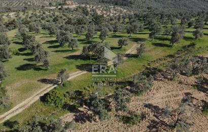 Era Söz'den Havran'da Kadastral Yola Cephe Zeytinlik