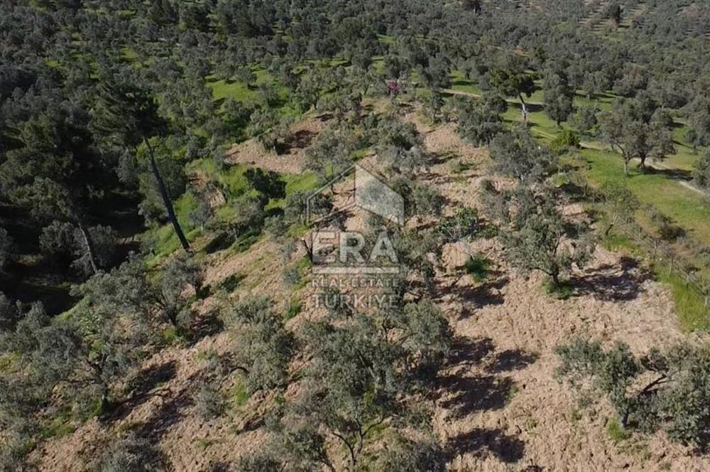 Era Söz'den Havran'da Kadastral Yola Cephe Zeytinlik