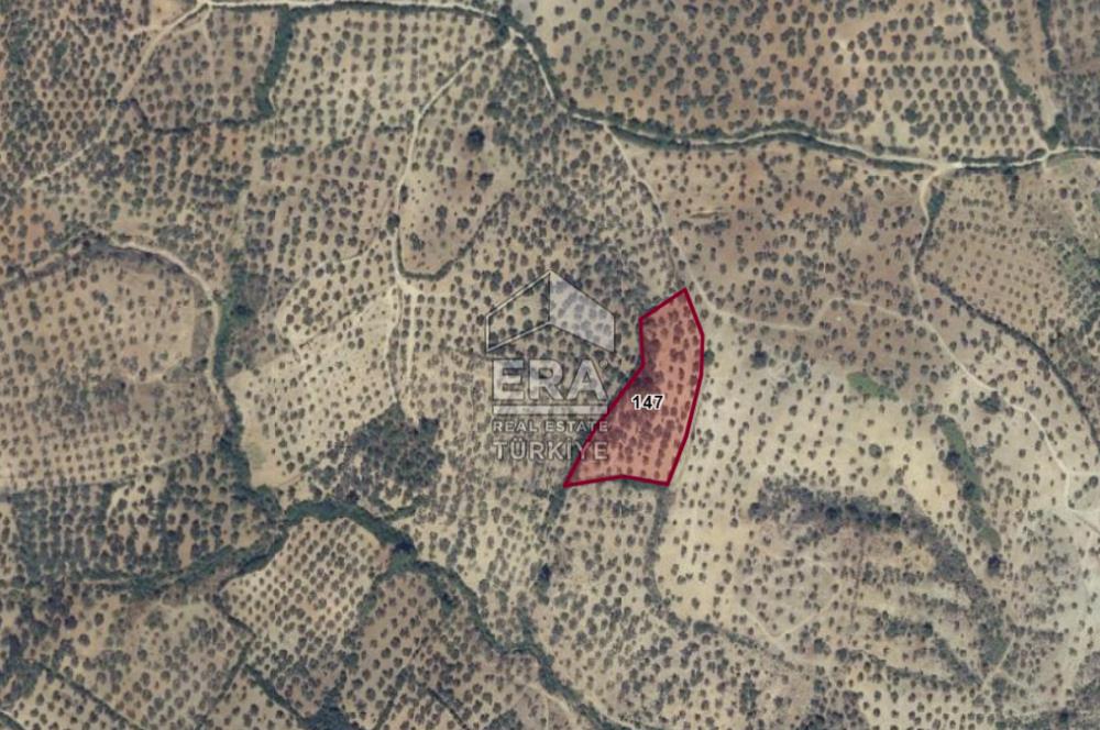 Era Söz'den Havran'da Kadastral Yola Cephe Zeytinlik