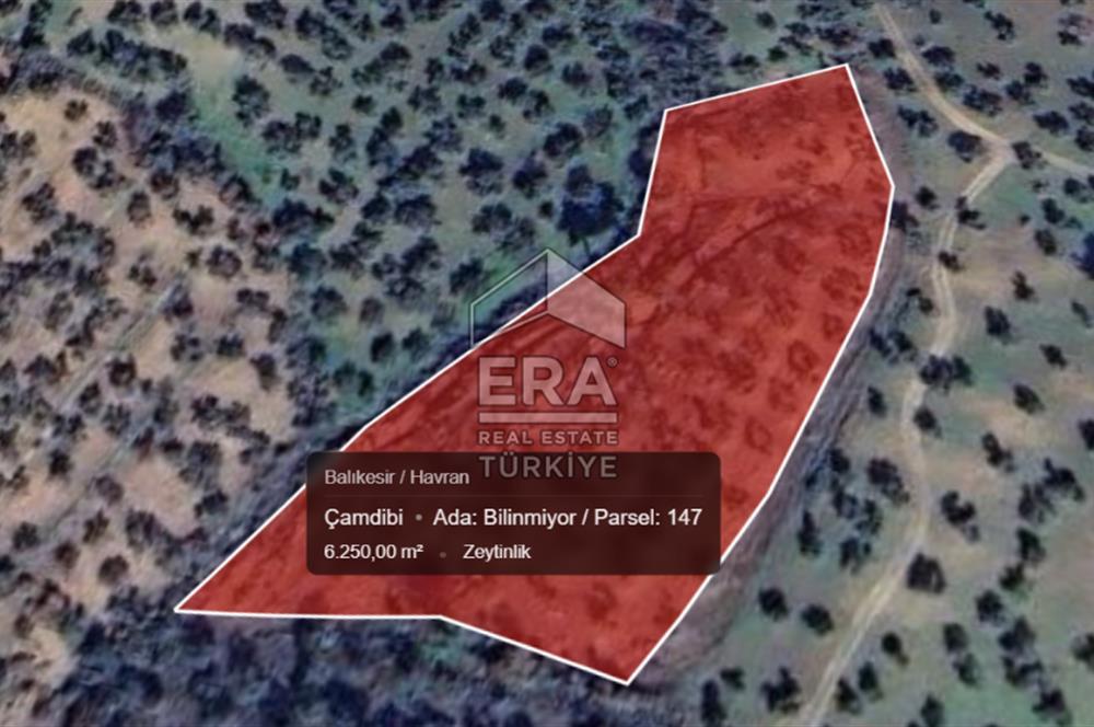Era Söz'den Havran'da Kadastral Yola Cephe Zeytinlik