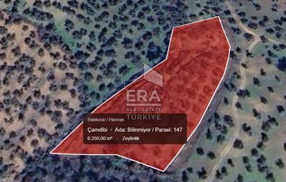 Era Söz'den Havran'da Kadastral Yola Cephe Zeytinlik
