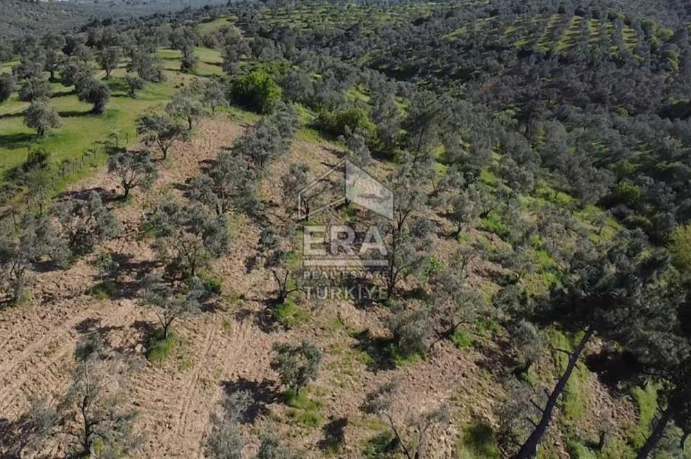 Era Söz'den Havran'da Kadastral Yola Cephe Zeytinlik