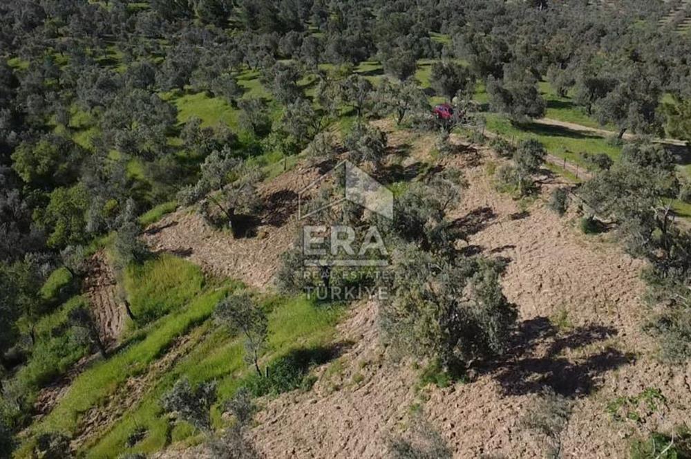 Era Söz'den Havran'da Kadastral Yola Cephe Zeytinlik