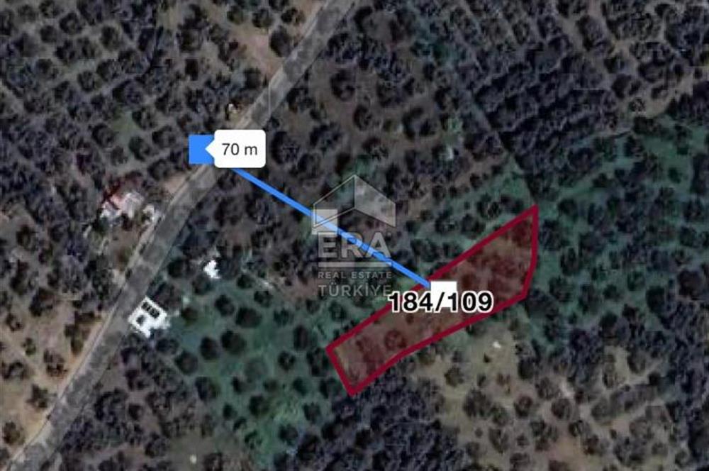 BANDIRMA EDİNCİK - SATILIK ZEYTİNLİK - 797 m²