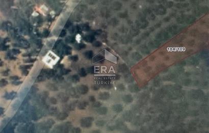 BANDIRMA EDİNCİK - SATILIK ZEYTİNLİK - 797 m²
