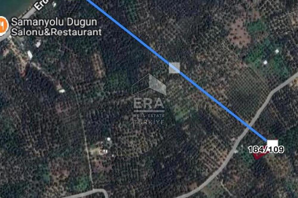 BANDIRMA EDİNCİK - SATILIK ZEYTİNLİK - 797 m²