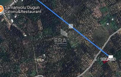 BANDIRMA EDİNCİK - SATILIK ZEYTİNLİK - 797 m²