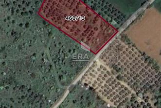 BANDIRMA EDİNCİK-SATILIK BAĞ /ZEYTİNLİK- 3.272 m² - 3 - 15350