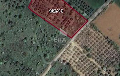 BANDIRMA EDİNCİK-SATILIK BAĞ /ZEYTİNLİK- 3.272 m²